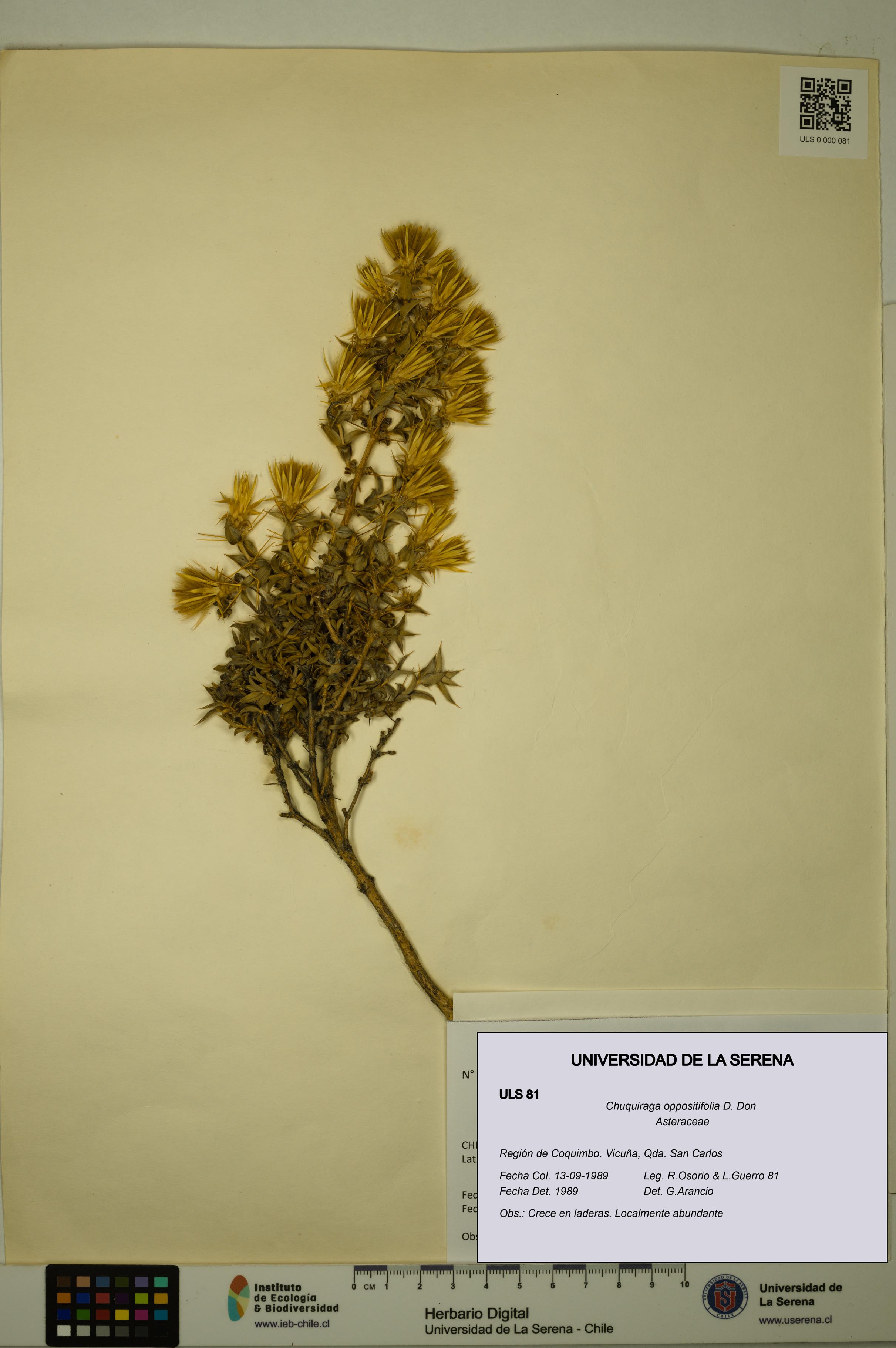 Chuquiraga oppositifolia [Espécimen: ULS:ULS:0000081]