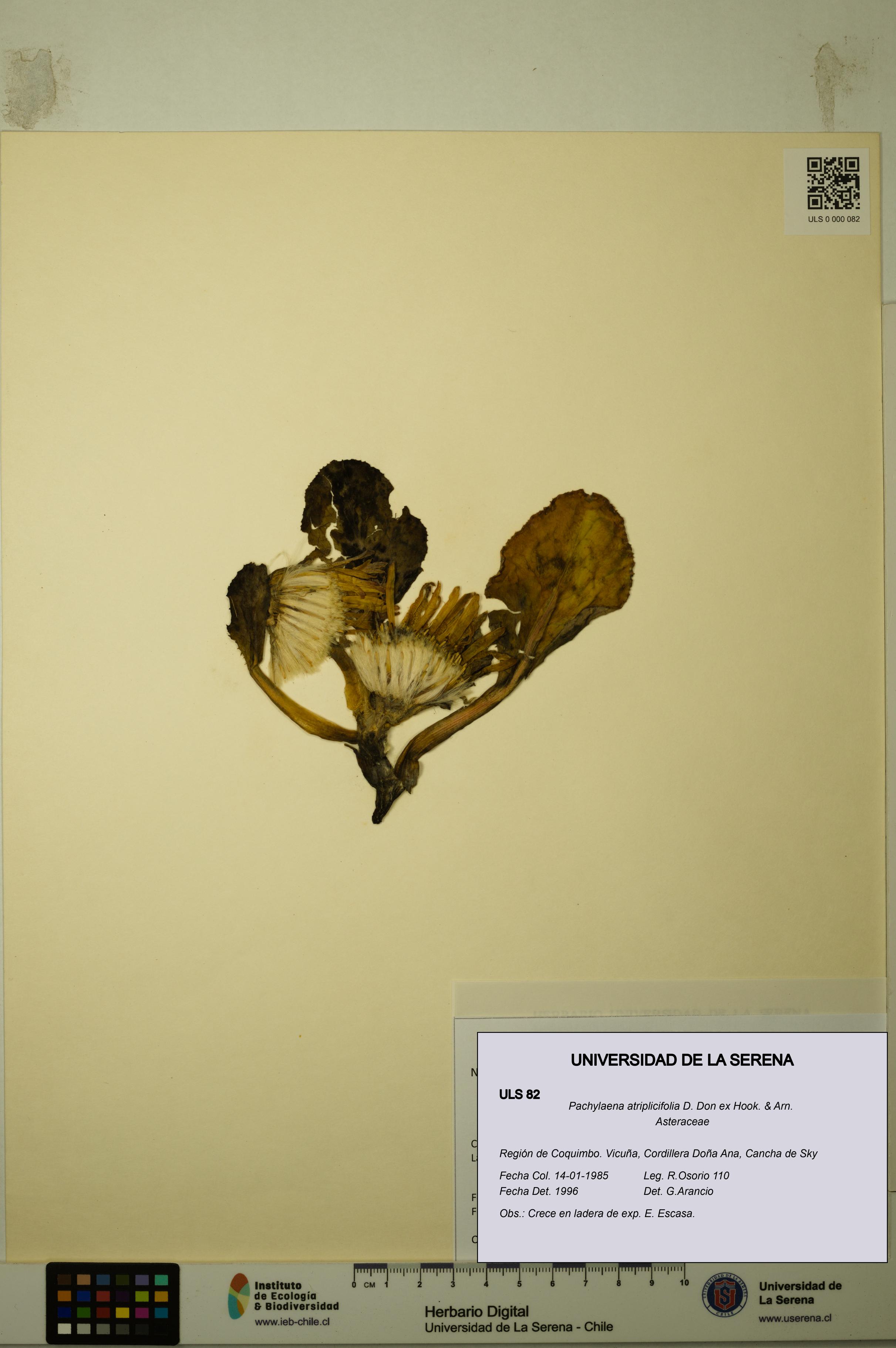 Pachylaena atriplicifolia [Espécimen: ]