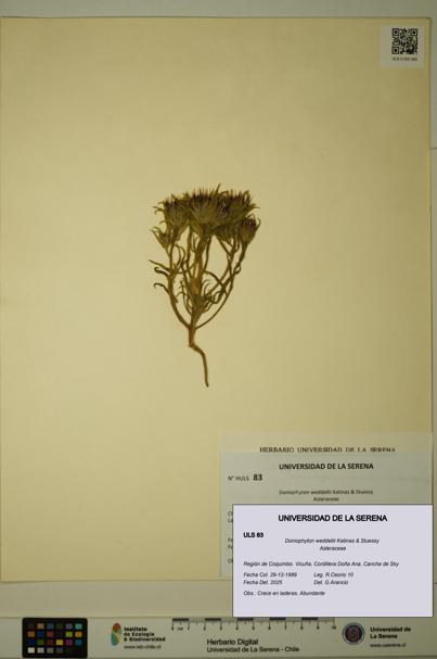 Doniophyton weddellii [Espécimen: ULS:ULS:0000083]
