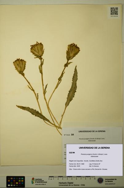 Perezia pungens [Espécimen: ULS:ULS:0000084]