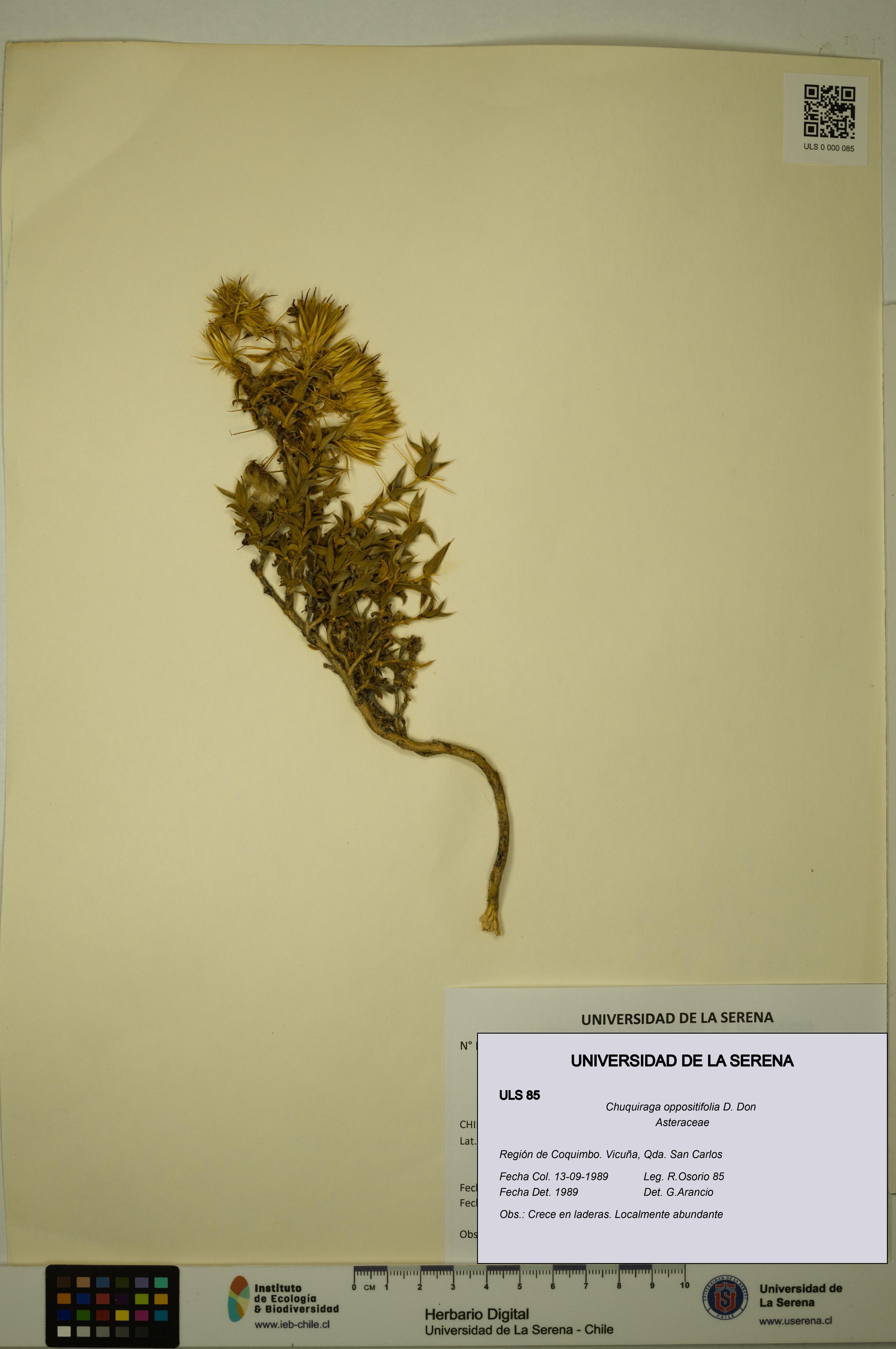 Chuquiraga oppositifolia [Espécimen: ULS:ULS:0000085]
