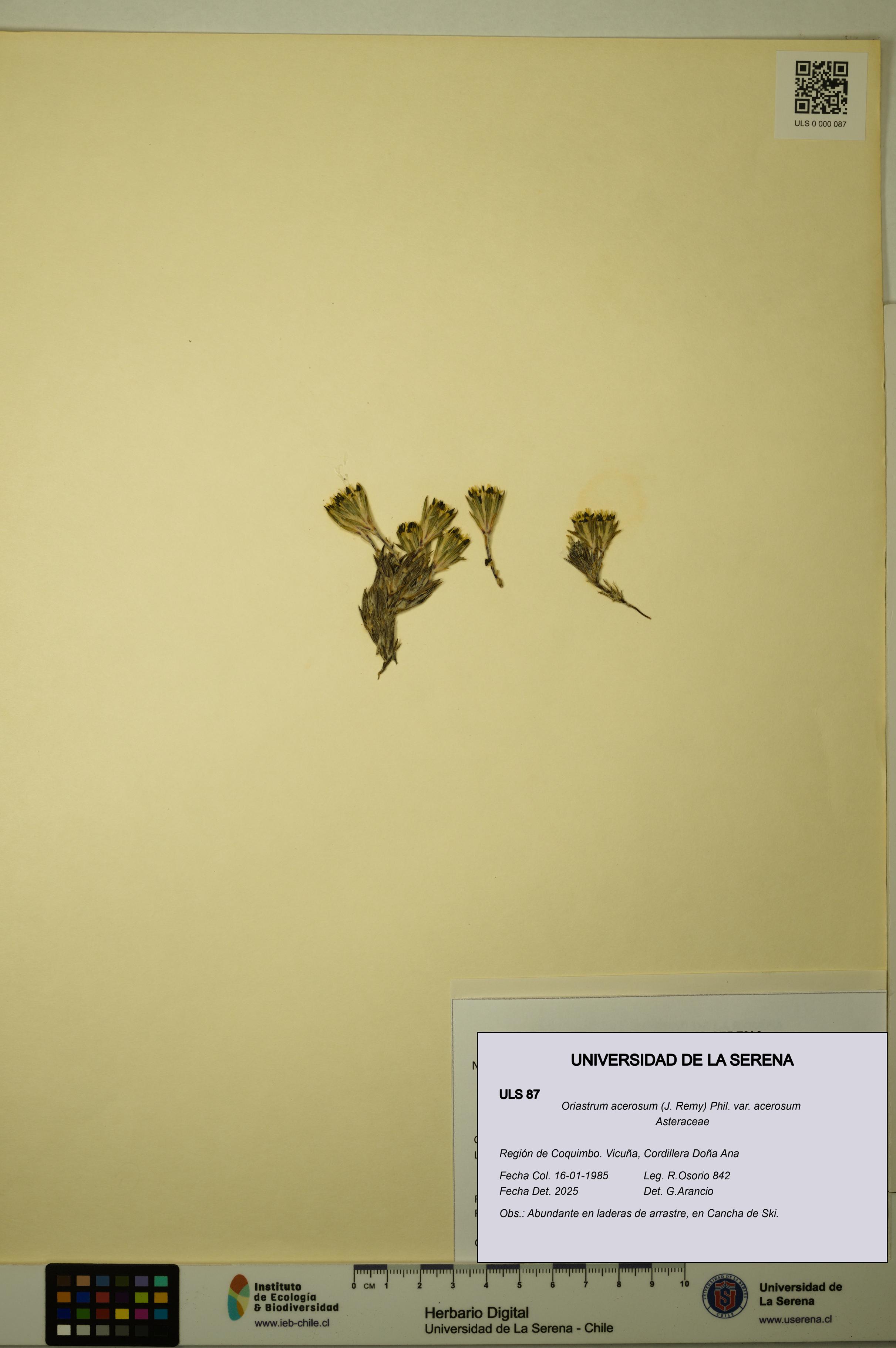 Oriastrum acerosum var. acerosum [Espécimen: ULS:ULS:0000087]
