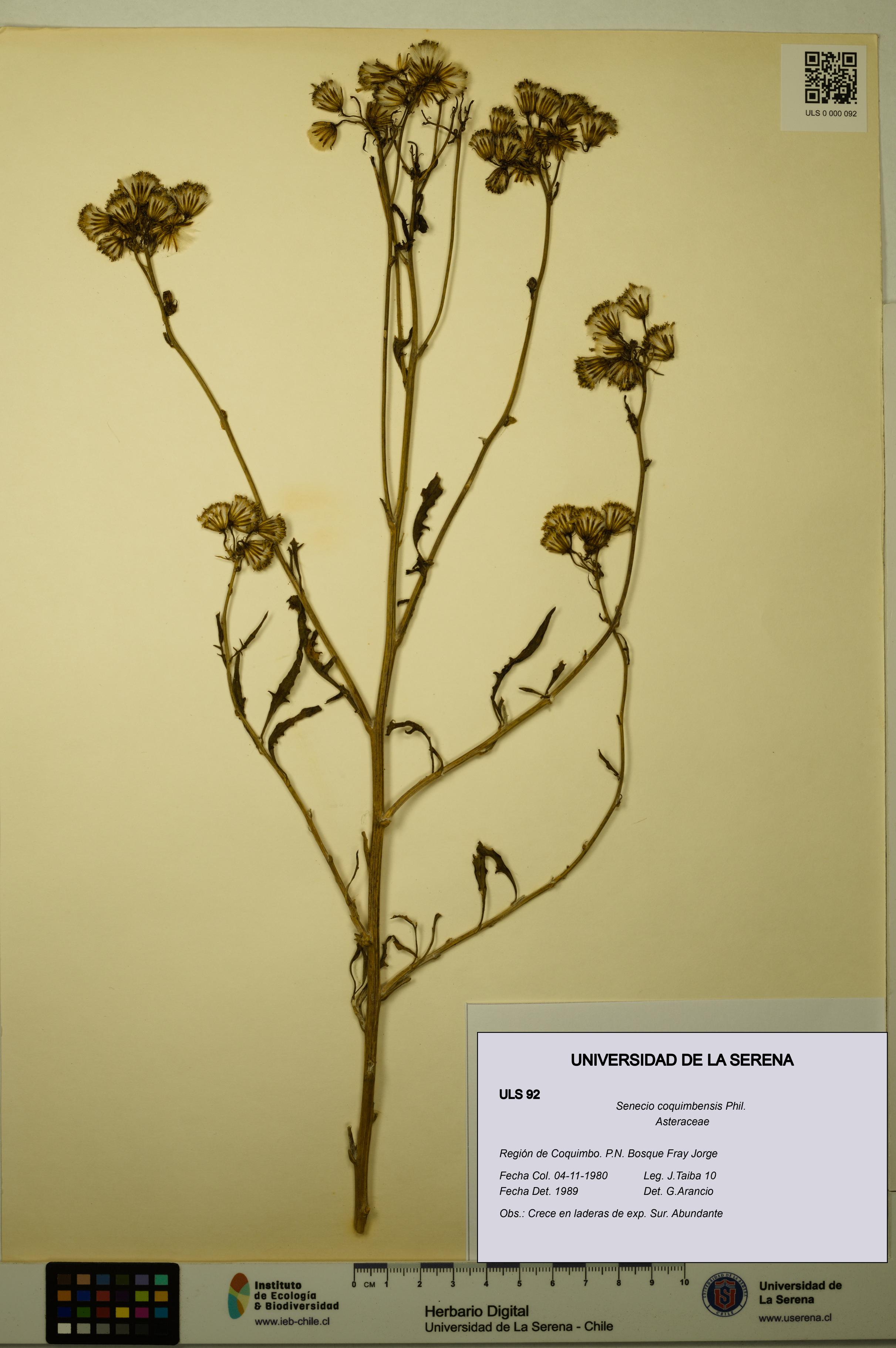 Senecio coquimbensis [Espécimen: ULS:ULS:0000092]