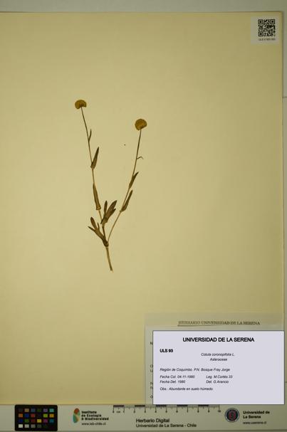 Cotula coronopifolia [Espécimen: ULS:ULS:0000093]