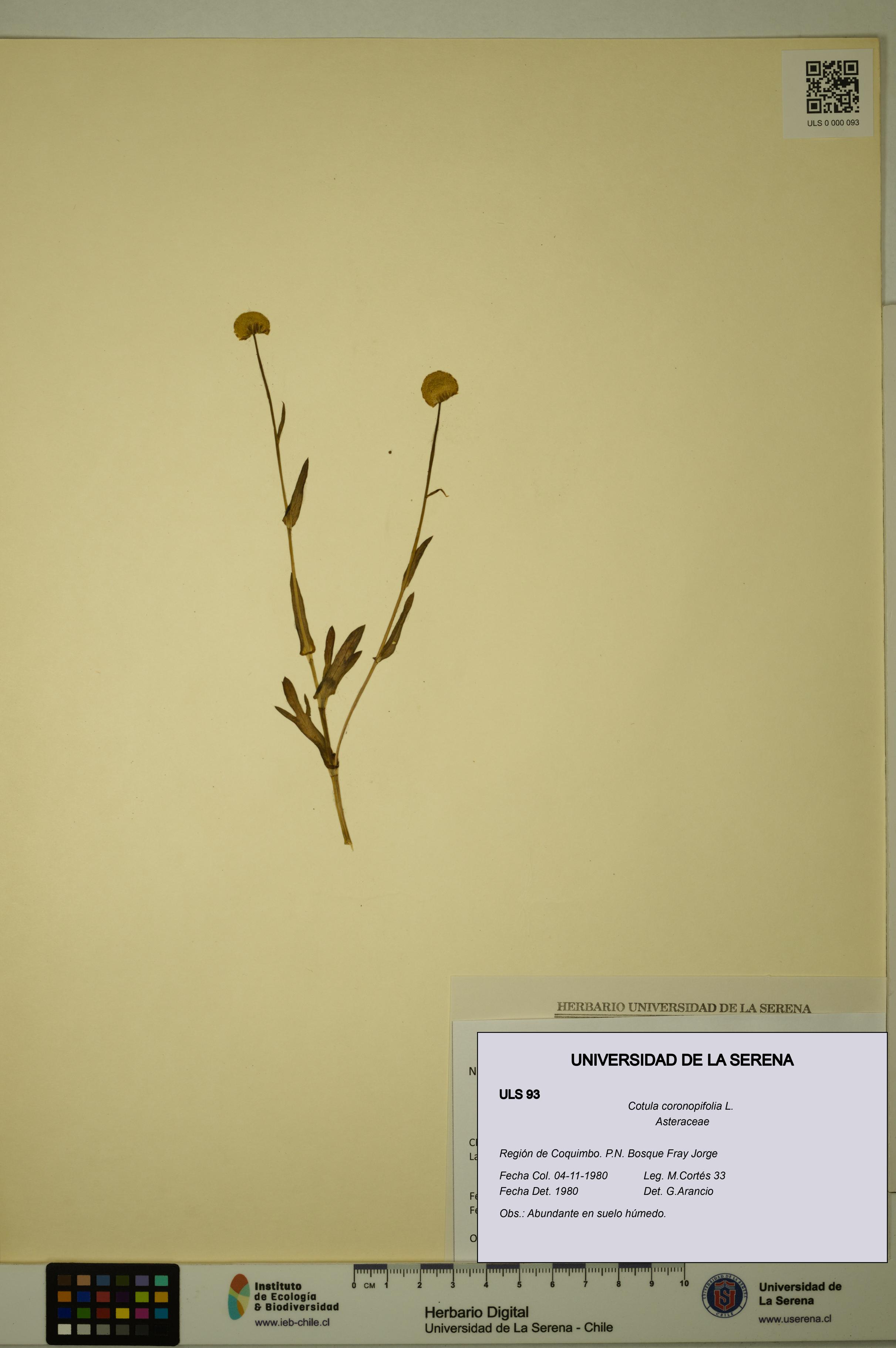 Cotula coronopifolia [Espécimen: ULS:ULS:0000093]
