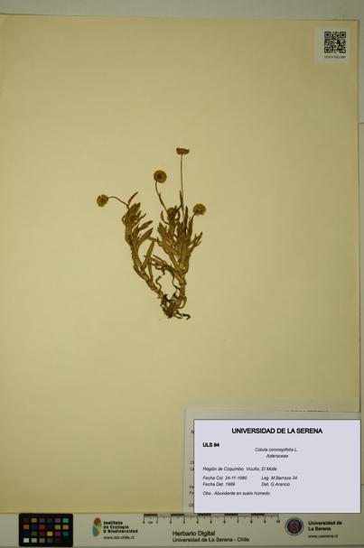 Cotula coronopifolia [Espécimen: ULS:ULS:0000094]