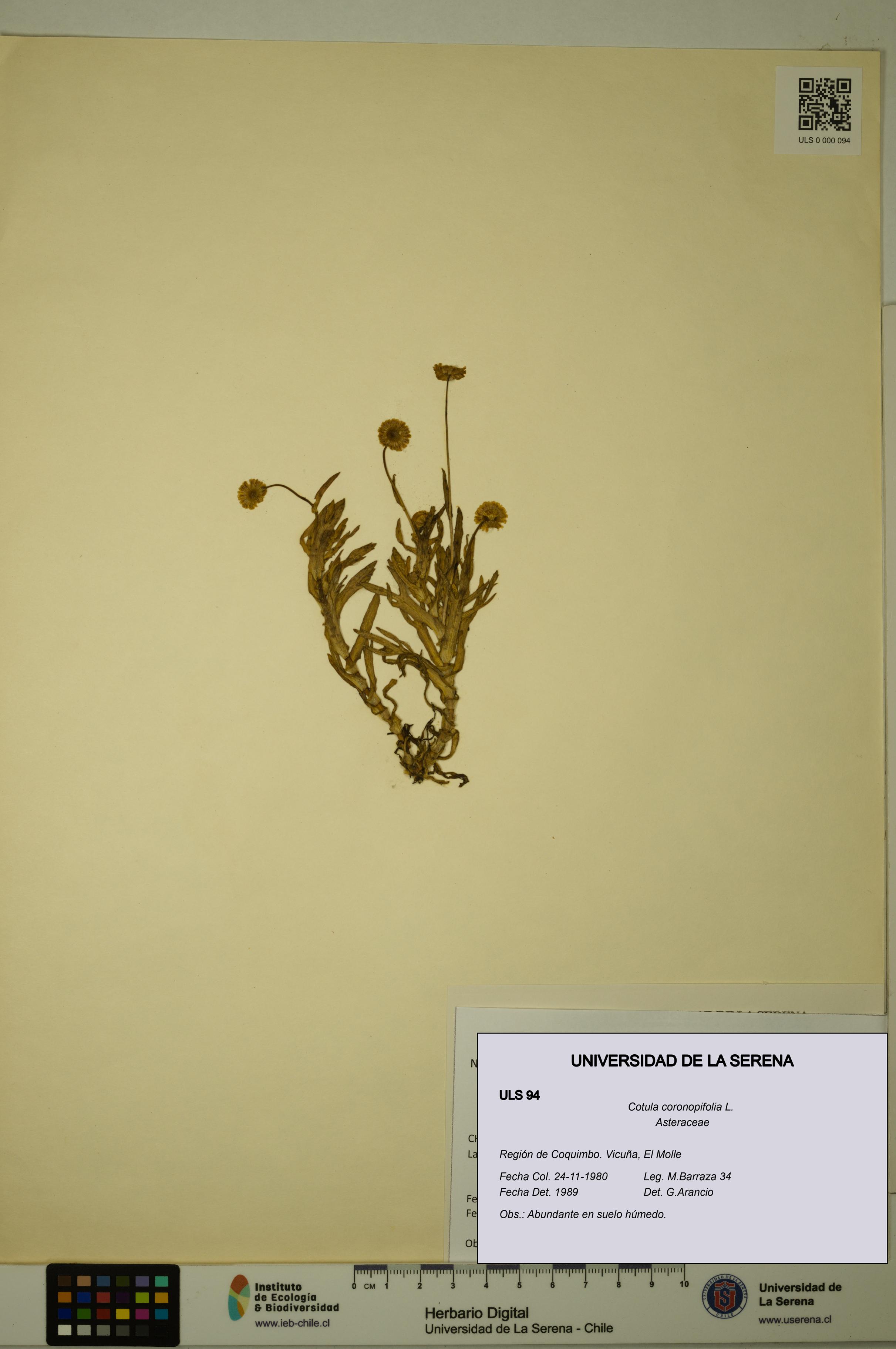 Cotula coronopifolia [Espécimen: ULS:ULS:0000094]