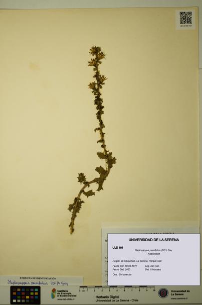 Haplopappus parvifolius [Espécimen: ULS:ULS:0000101]