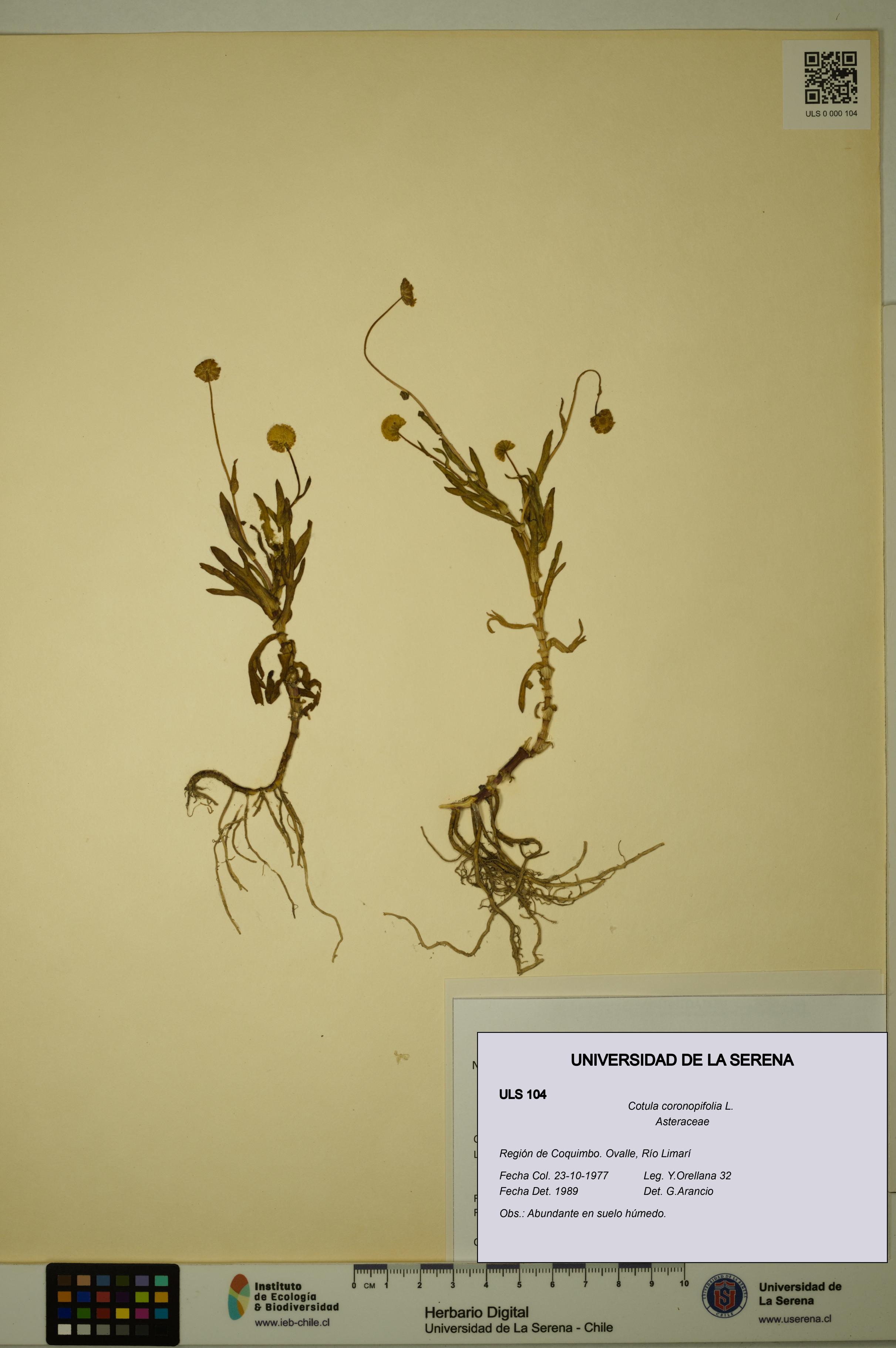 Cotula coronopifolia [Espécimen: ULS:ULS:0000104]