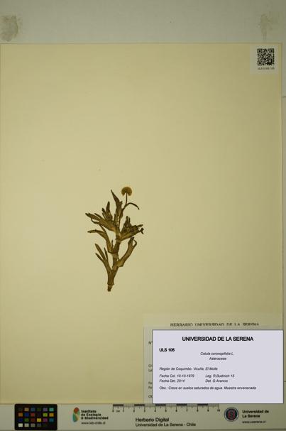 Cotula coronopifolia [Espécimen: ULS:ULS:0000105]