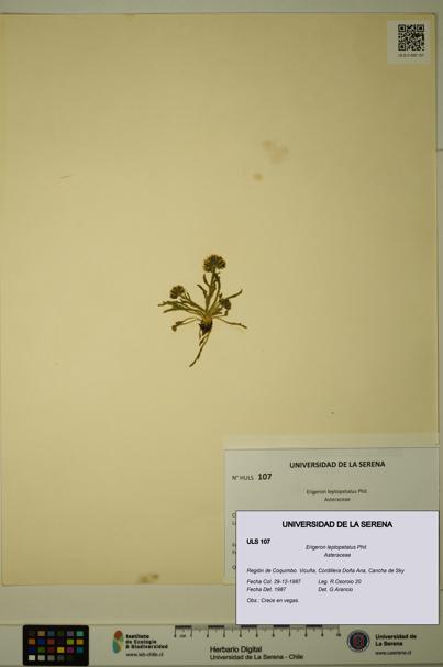 Erigeron leptopetalus [Espécimen: ULS:ULS:0000107]