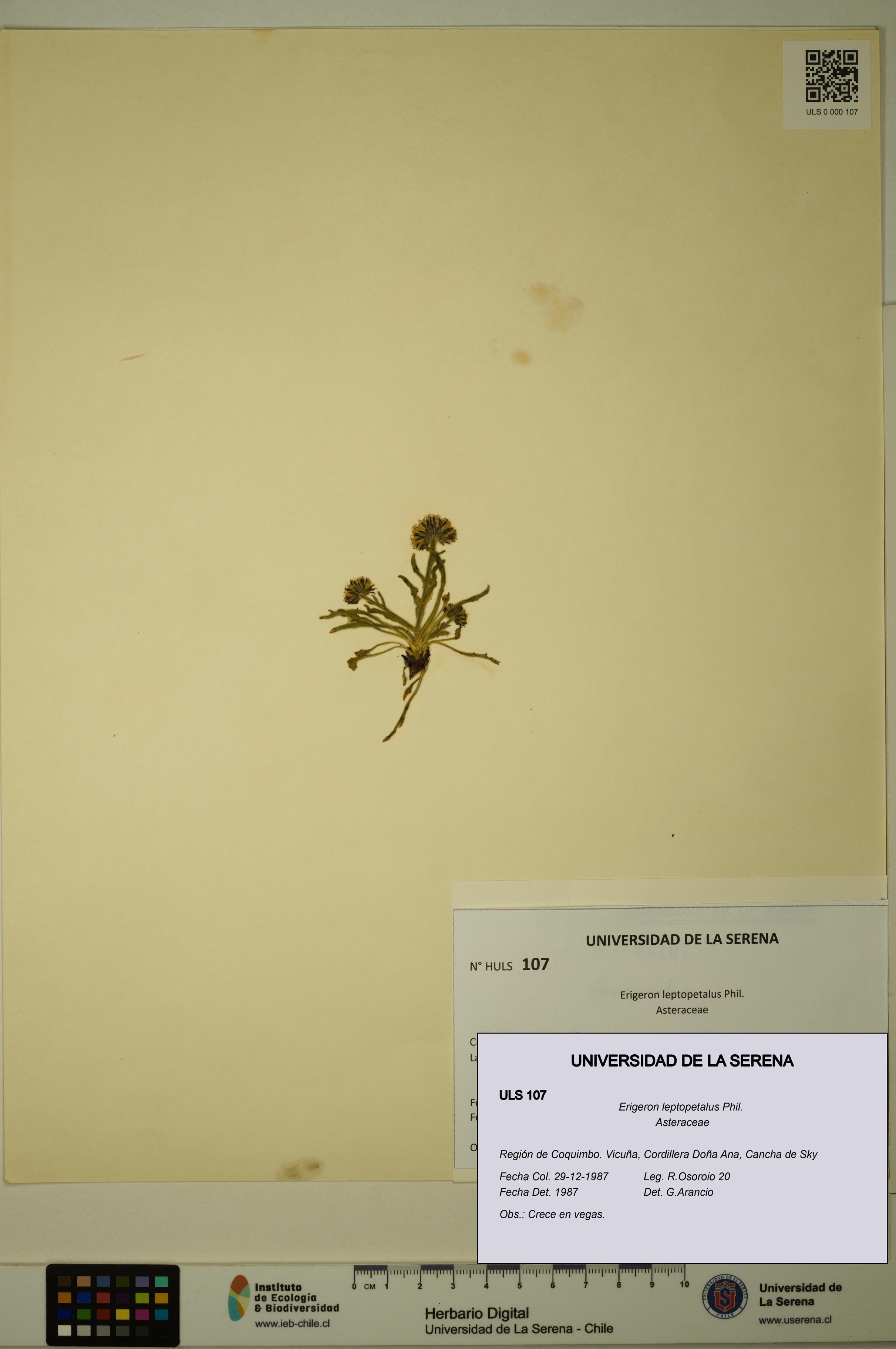 Erigeron leptopetalus [Espécimen: ULS:ULS:0000107]