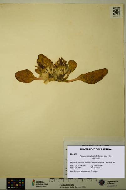 Pachylaena atriplicifolia [Espécimen: ]
