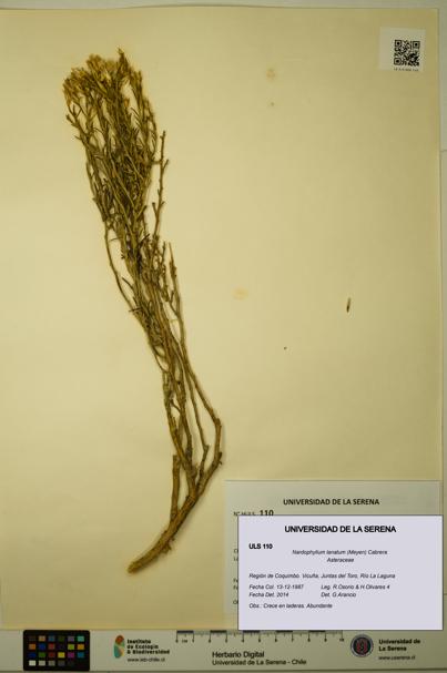 Nardophyllum lanatum [Espécimen: ULS:ULS:0000110]