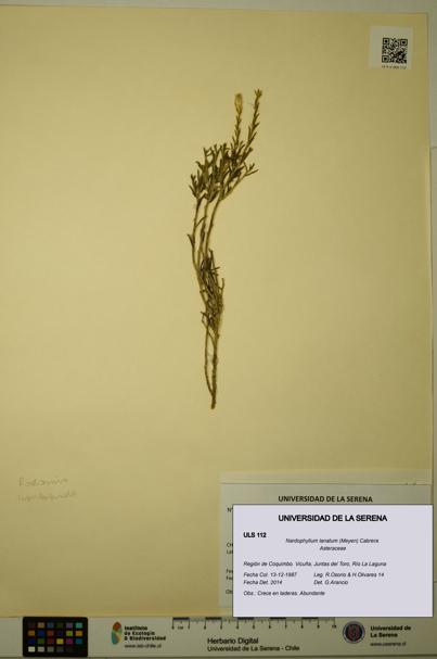 Nardophyllum lanatum [Espécimen: ULS:ULS:0000112]