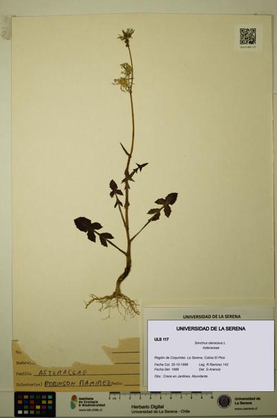 Sonchus oleraceus [Espécimen: ULS:ULS:0000117]