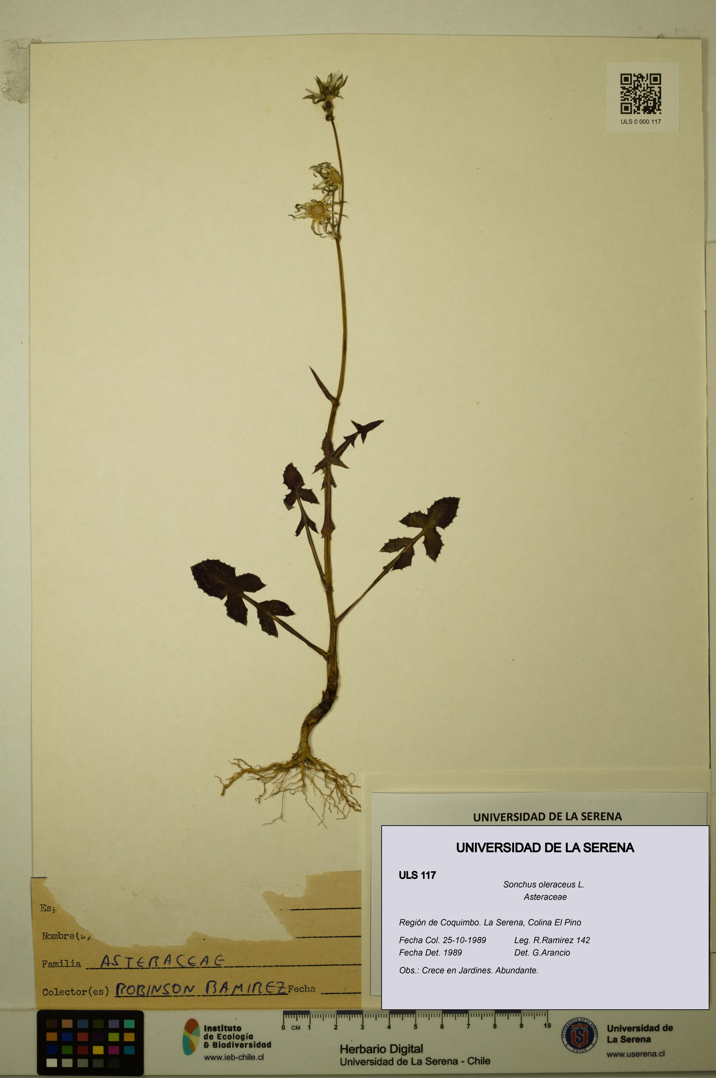 Sonchus oleraceus [Espécimen: ULS:ULS:0000117]