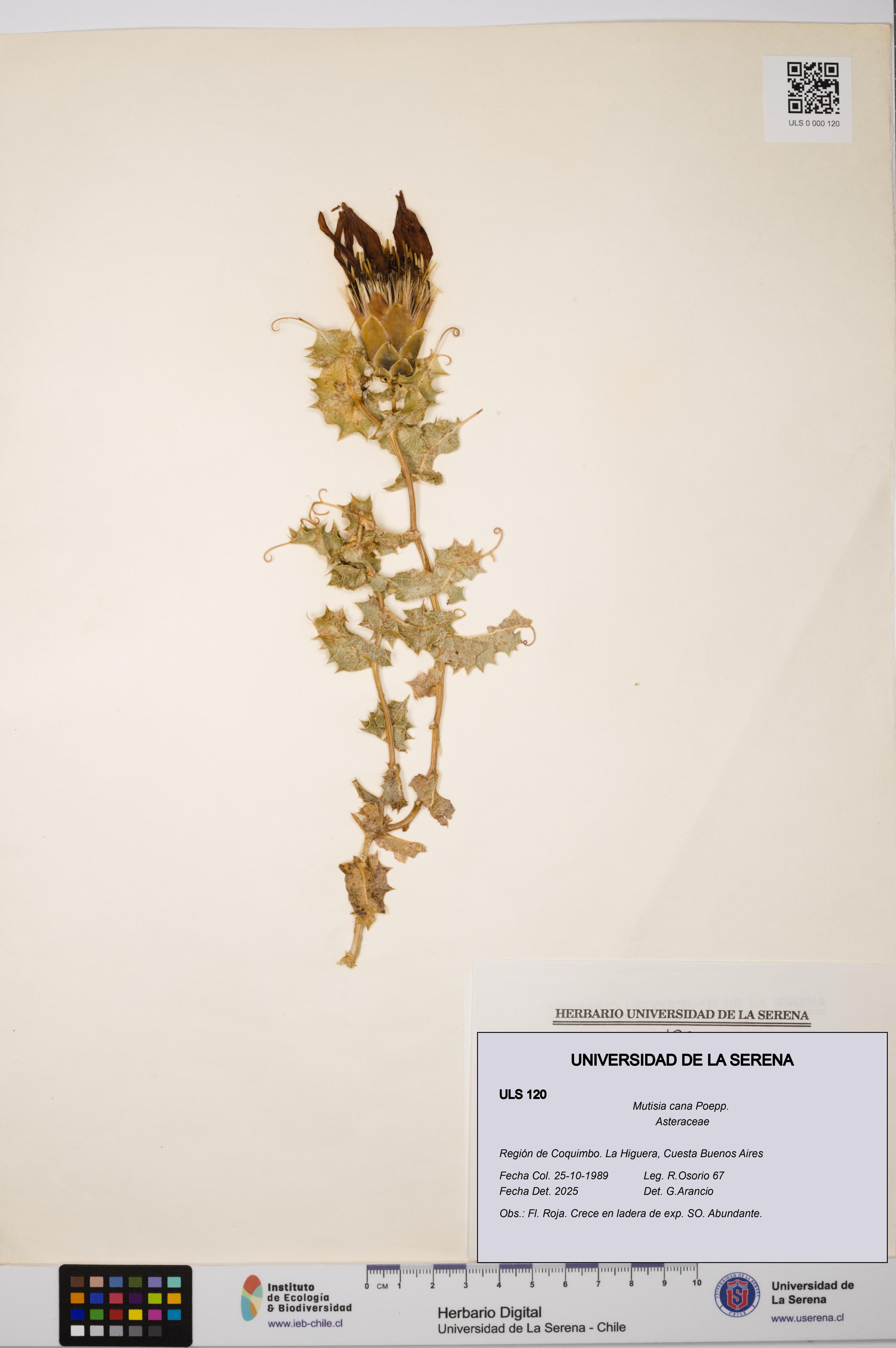 Mutisia cana [Espécimen: ULS:ULS:0000120]