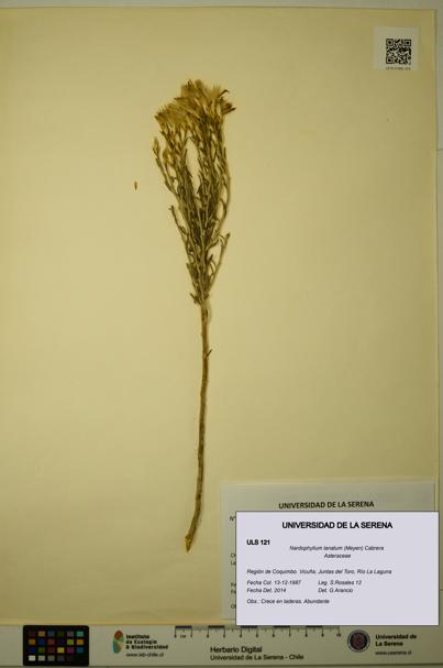 Nardophyllum lanatum [Espécimen: ULS:ULS:0000121]