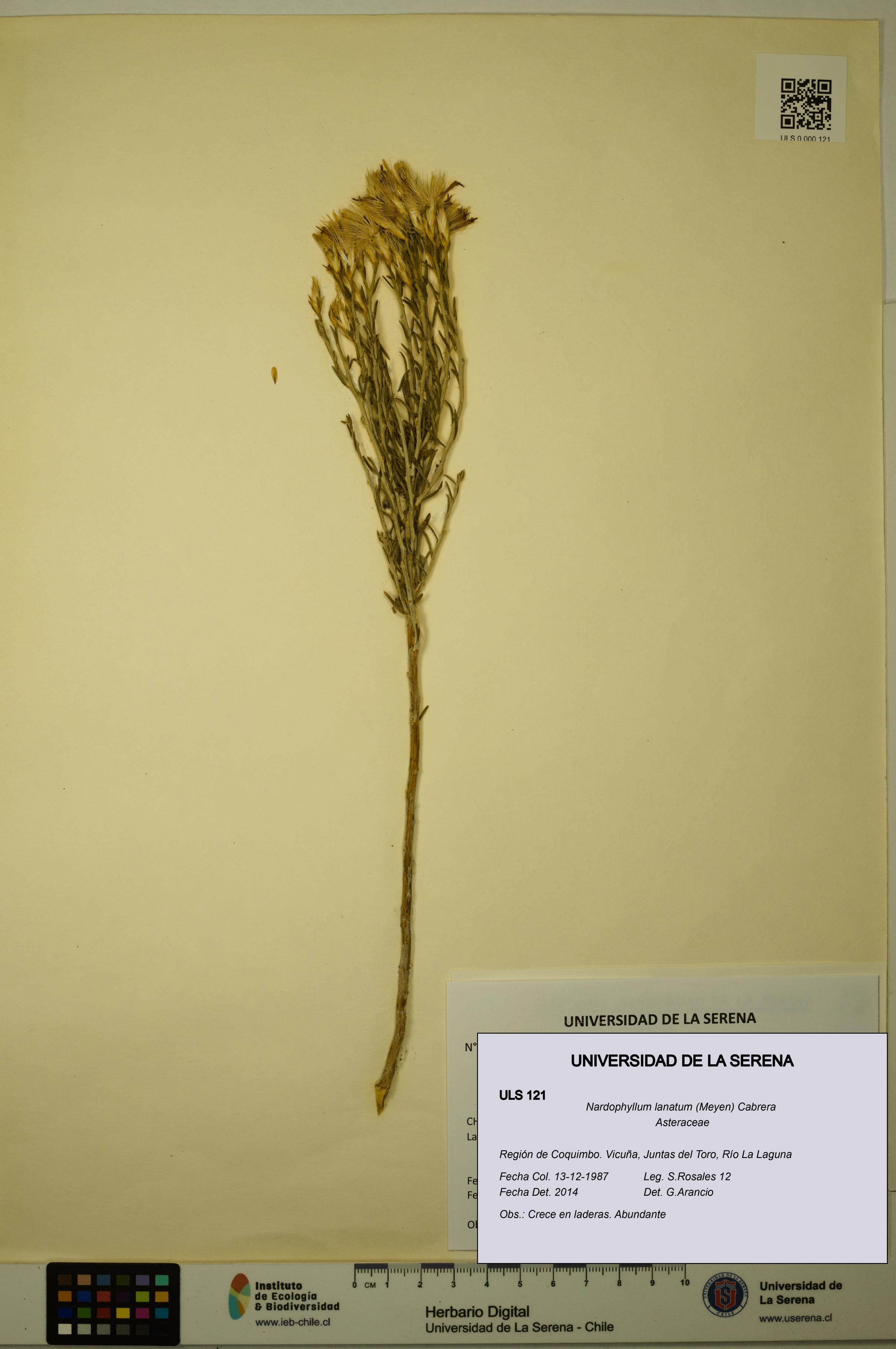 Nardophyllum lanatum [Espécimen: ULS:ULS:0000121]