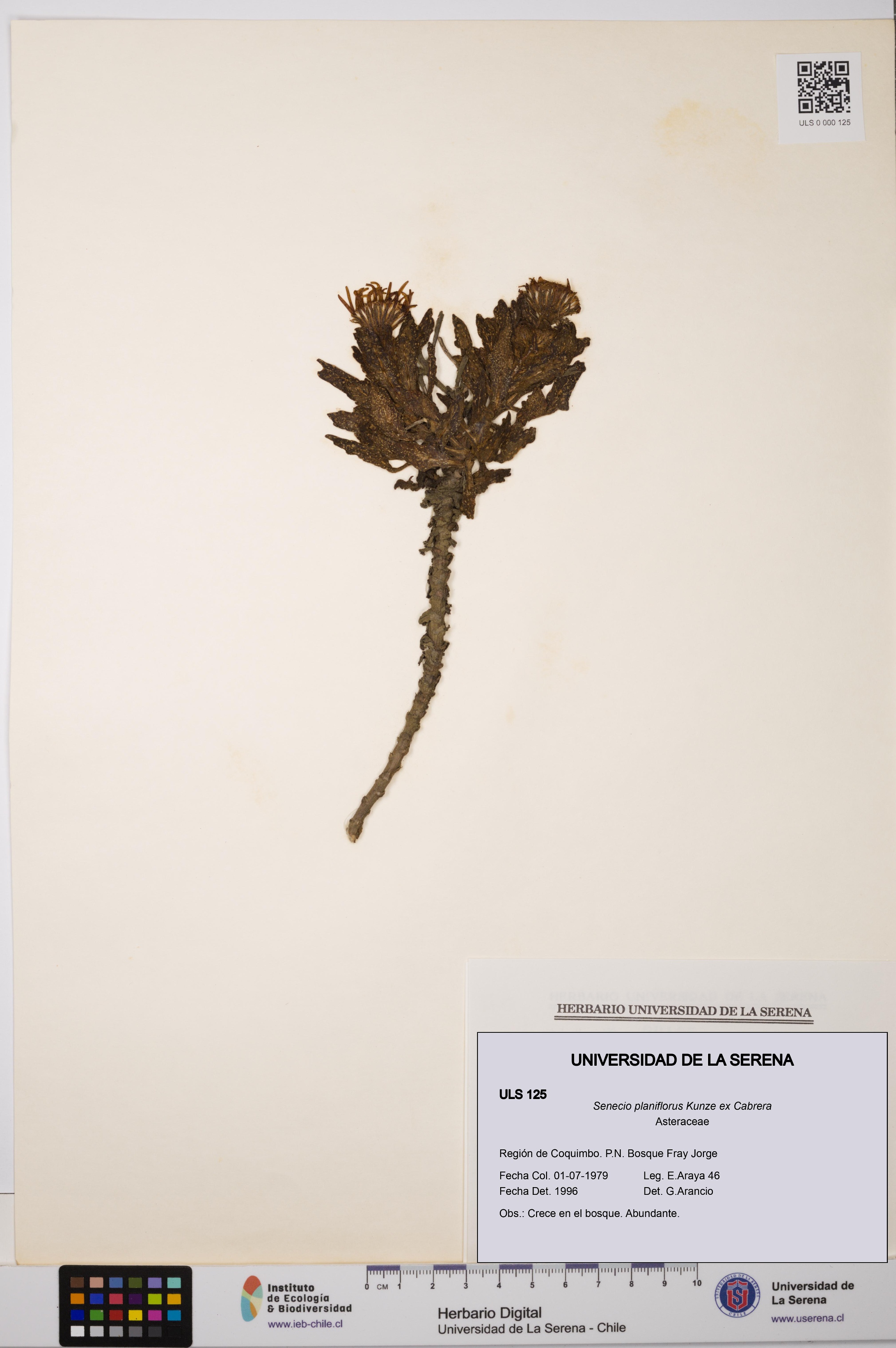 Senecio planiflorus [Espécimen: ULS:ULS:0000125]