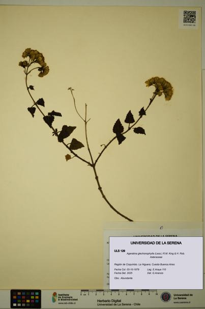Ageratina glechonophylla [Espécimen: ULS:ULS:0000129]