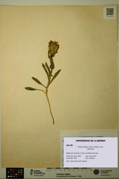 Perezia pungens [Espécimen: ULS:ULS:0000130]