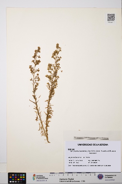 Ophryosporus paradoxus [Espécimen: ULS:ULS:0000133]