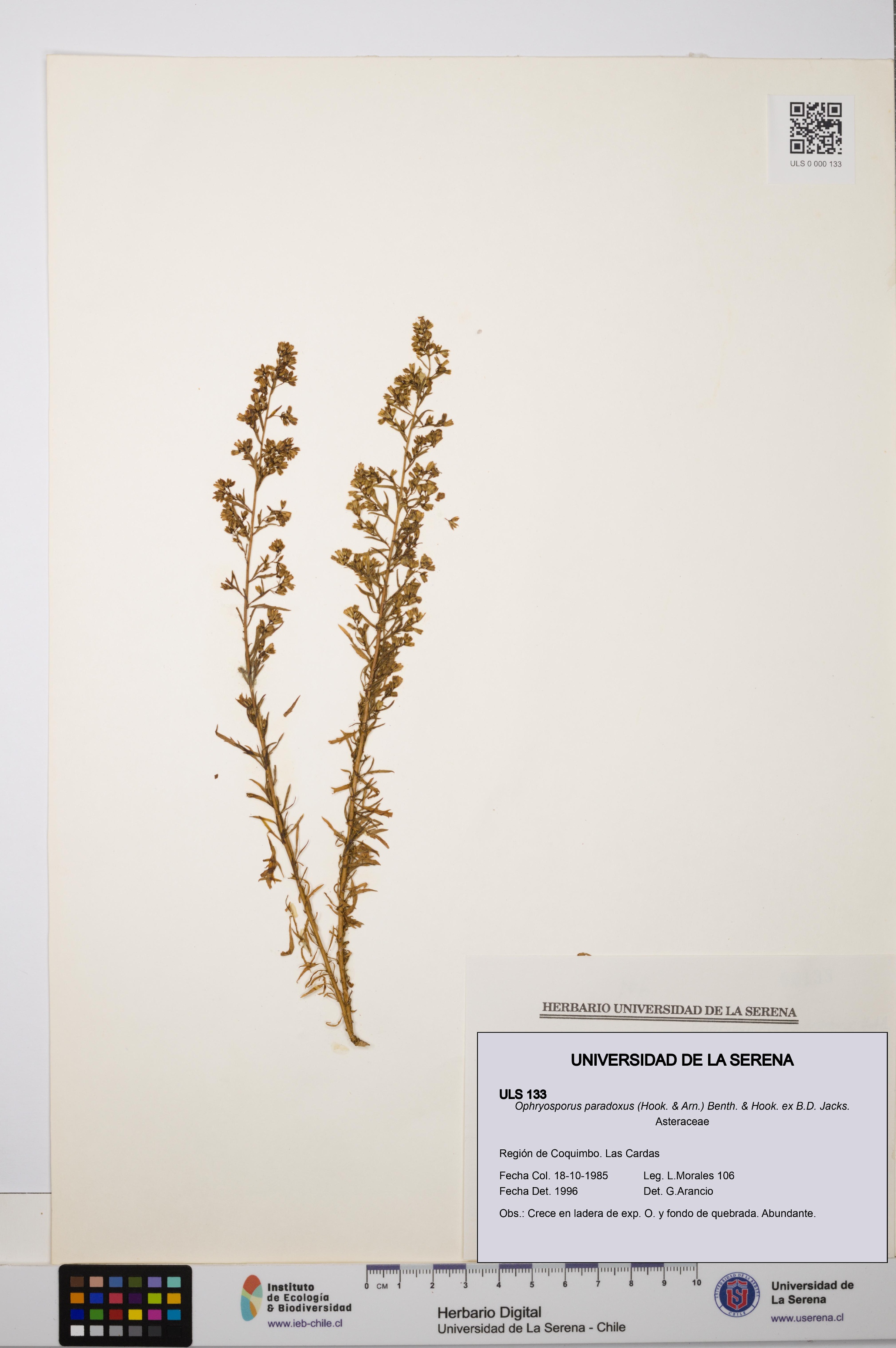 Ophryosporus paradoxus [Espécimen: ULS:ULS:0000133]