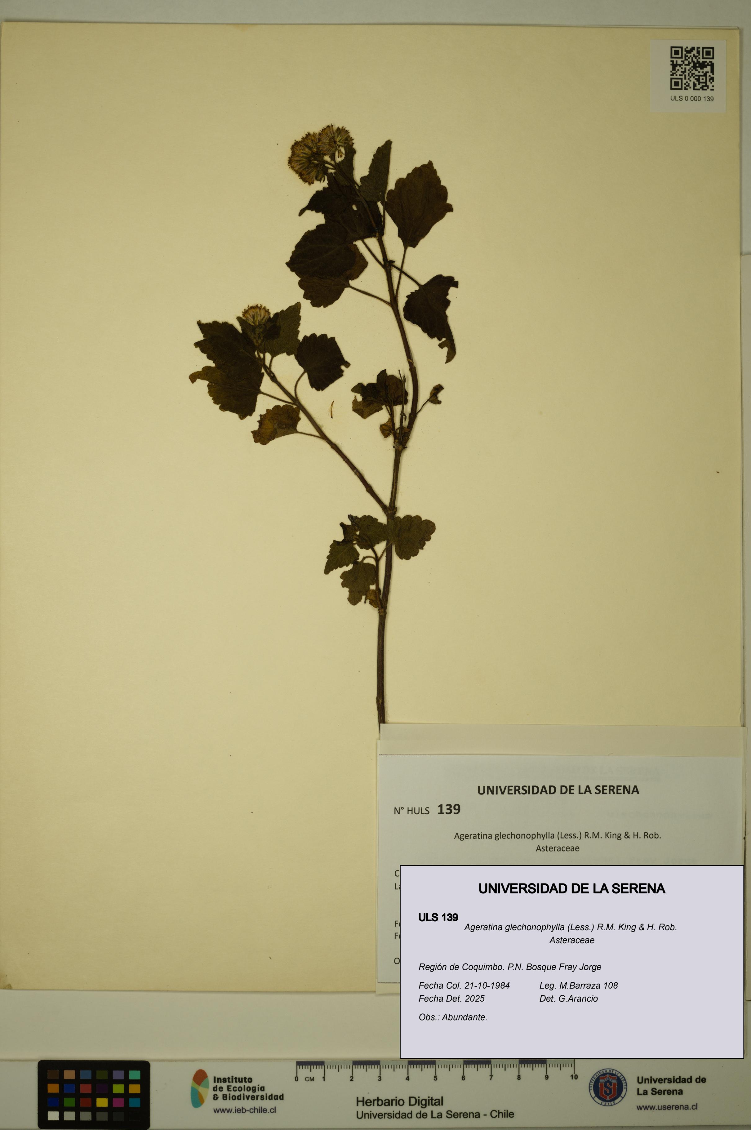 Ageratina glechonophylla [Espécimen: ULS:ULS:0000139]