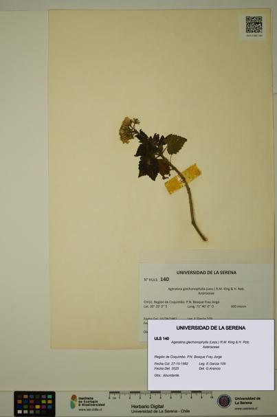 Ageratina glechonophylla [Espécimen: ULS:ULS:0000140]
