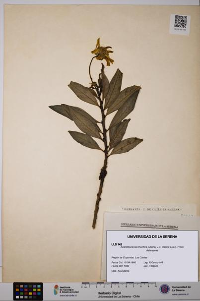Austroflourensia thurifera [Espécimen: ULS:ULS:0000142]