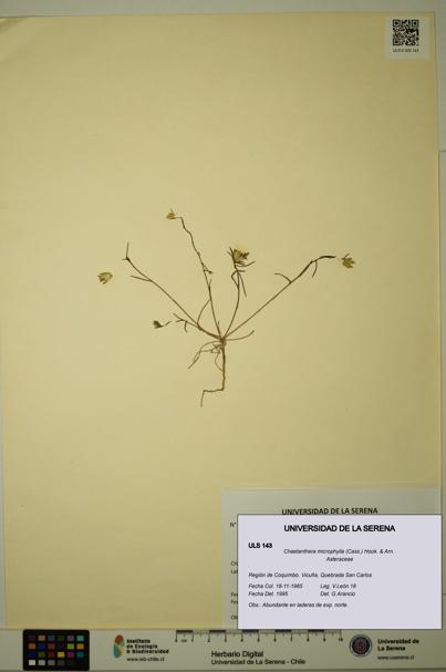 Chaetanthera microphylla [Espécimen: ULS:ULS:0000143]