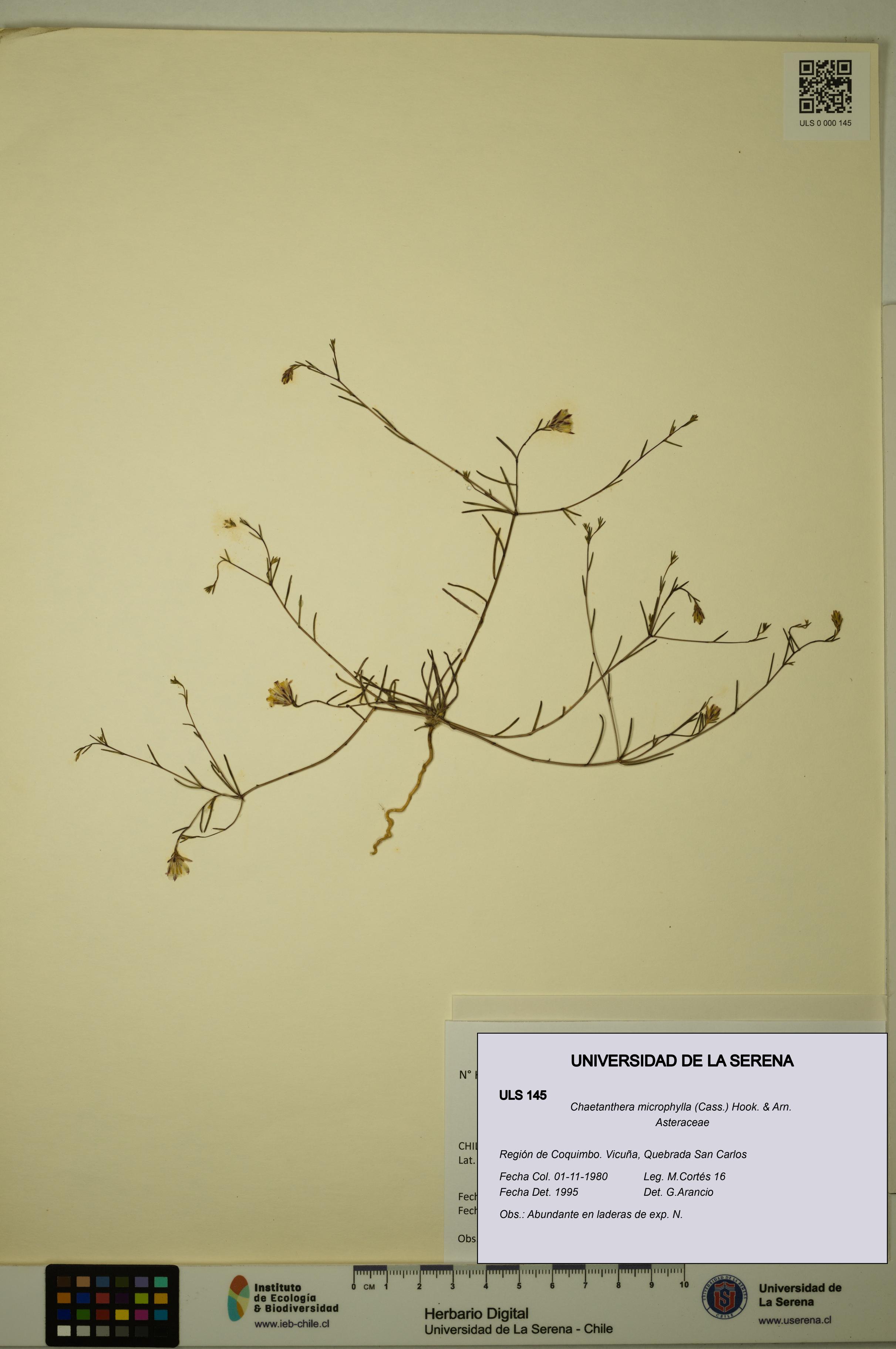 Chaetanthera microphylla [Espécimen: ULS:ULS:0000145]