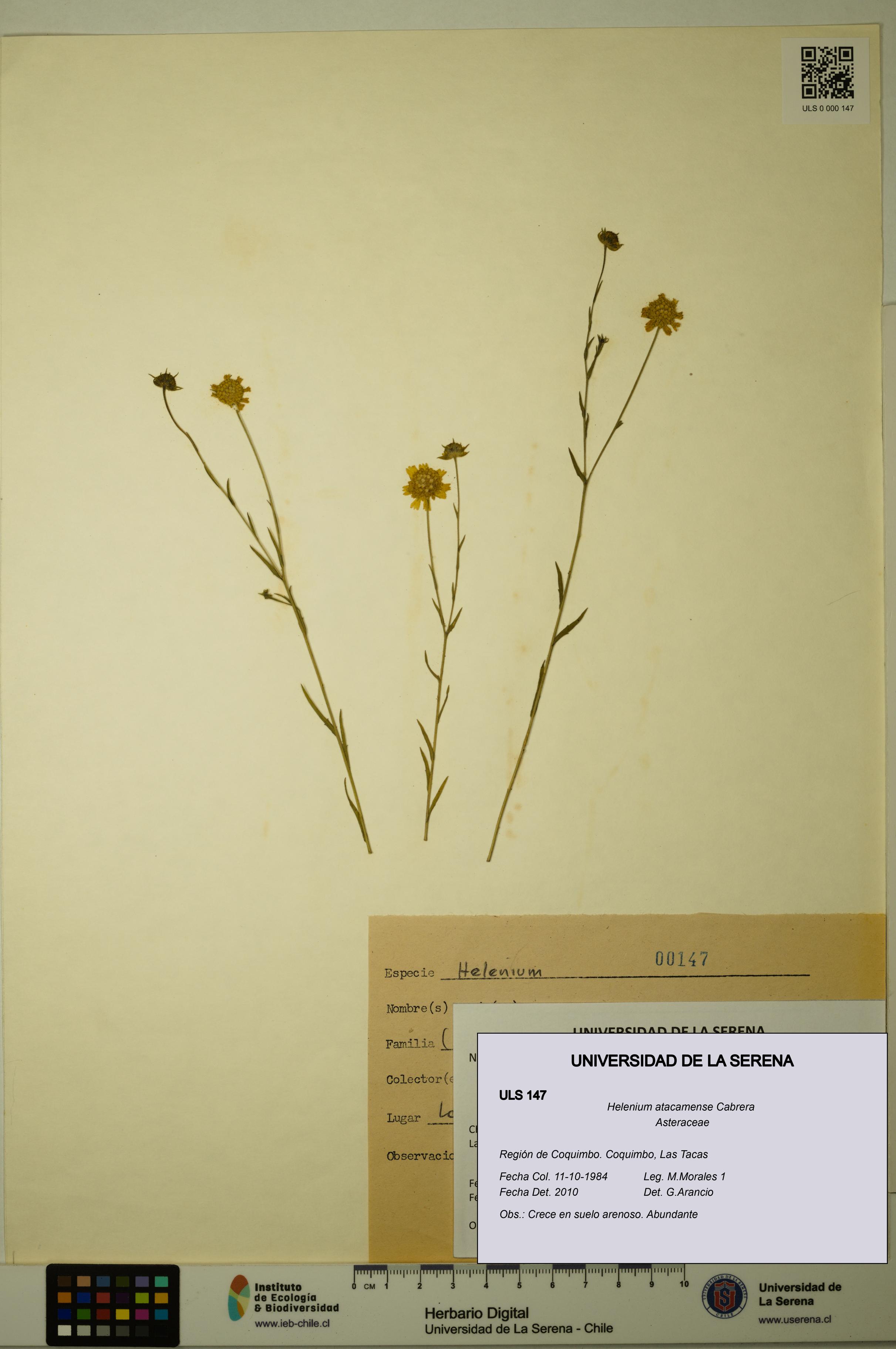 Helenium atacamense [Espécimen: ULS:ULS:0000147]