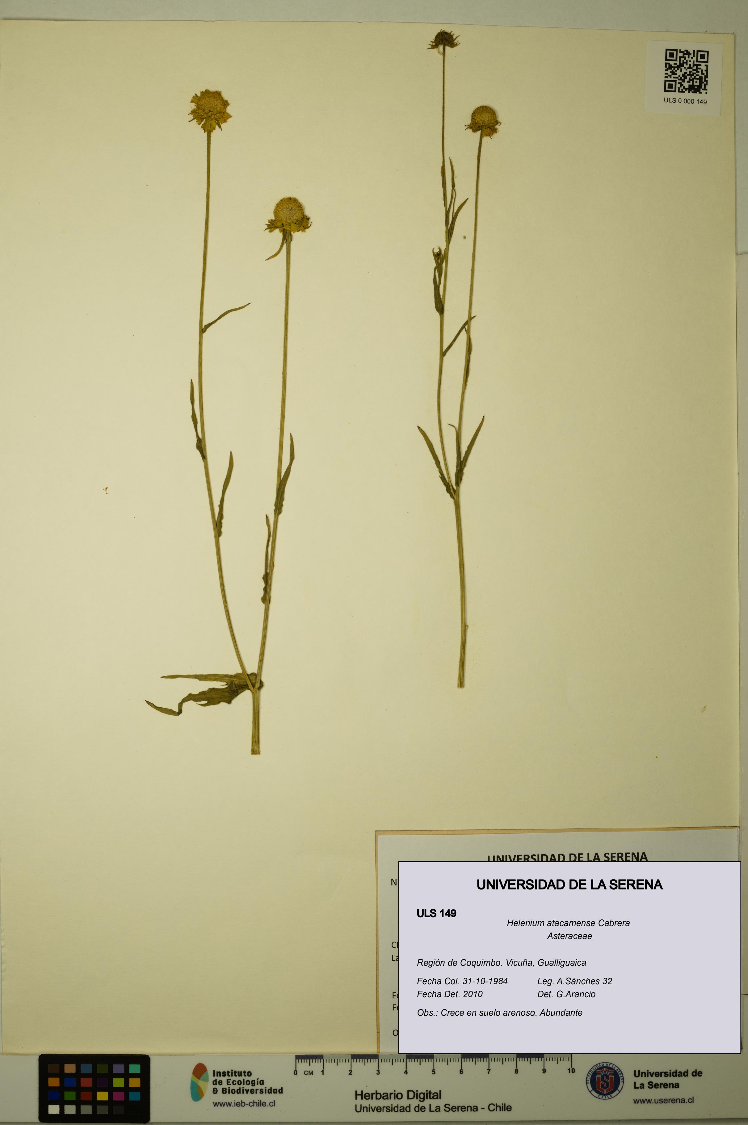 Helenium atacamense [Espécimen: ULS:ULS:0000149]