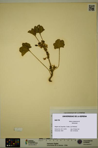 Malva nicaeensis [Espécimen: ULS:ULS:0000174]
