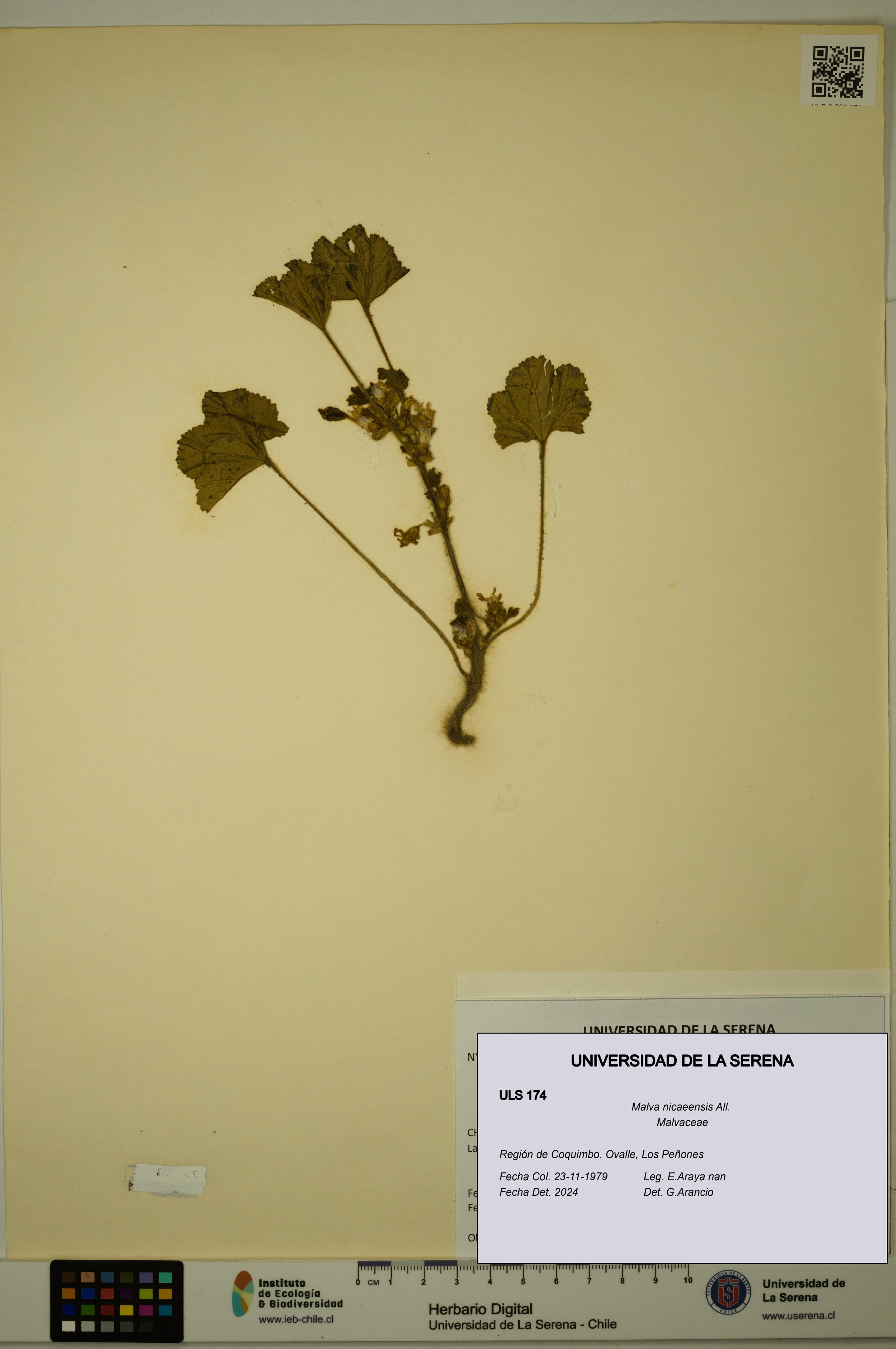 Malva nicaeensis [Espécimen: ULS:ULS:0000174]