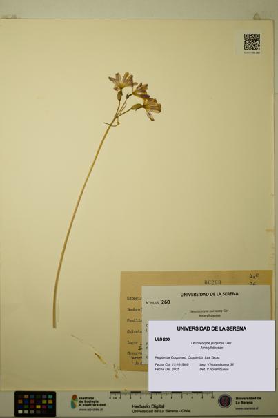 Leucocoryne purpurea [Espécimen: ULS:ULS:0000260]