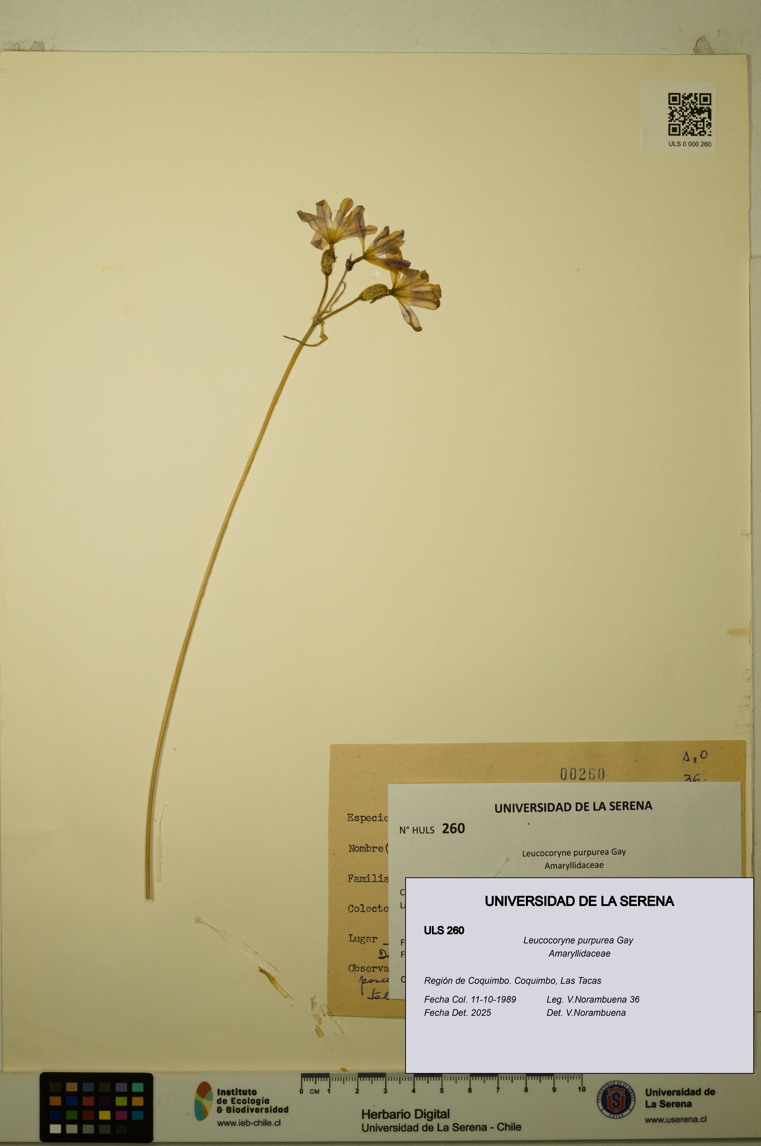 Leucocoryne purpurea [Espécimen: ULS:ULS:0000260]