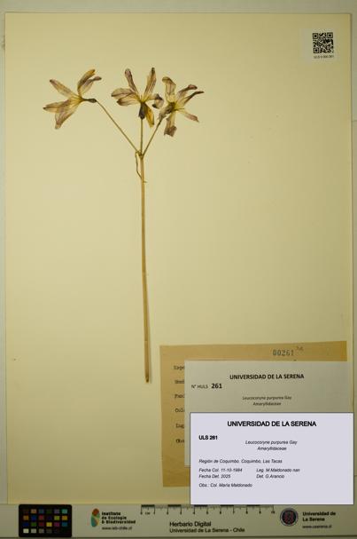 Leucocoryne purpurea [Espécimen: ULS:ULS:0000261]
