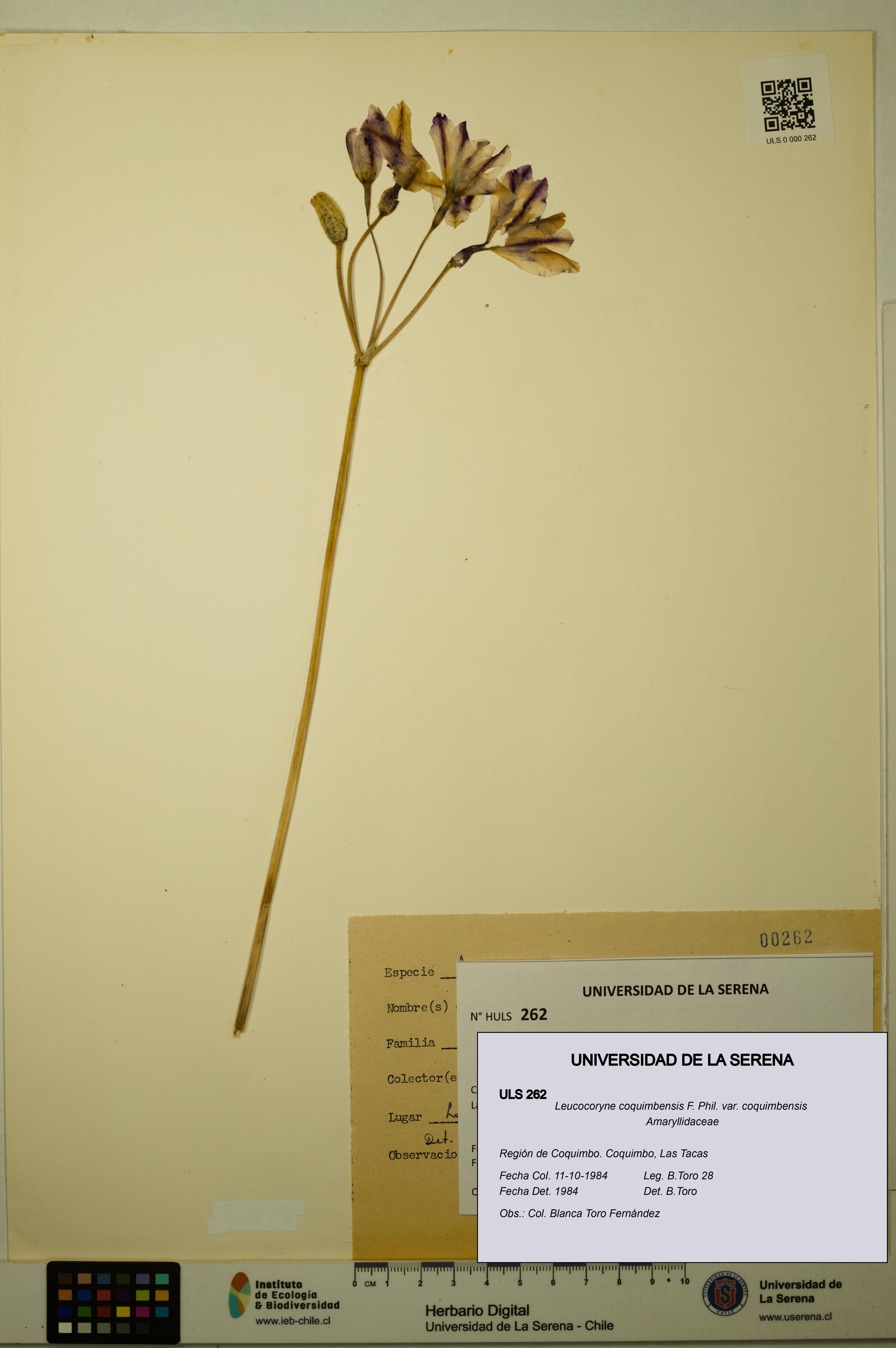 Leucocoryne coquimbensis var. coquimbensis [Espécimen: ULS:ULS:0000262]