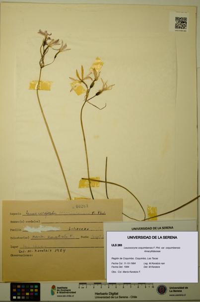 Leucocoryne coquimbensis var. coquimbensis [Espécimen: ULS:ULS:0000263]