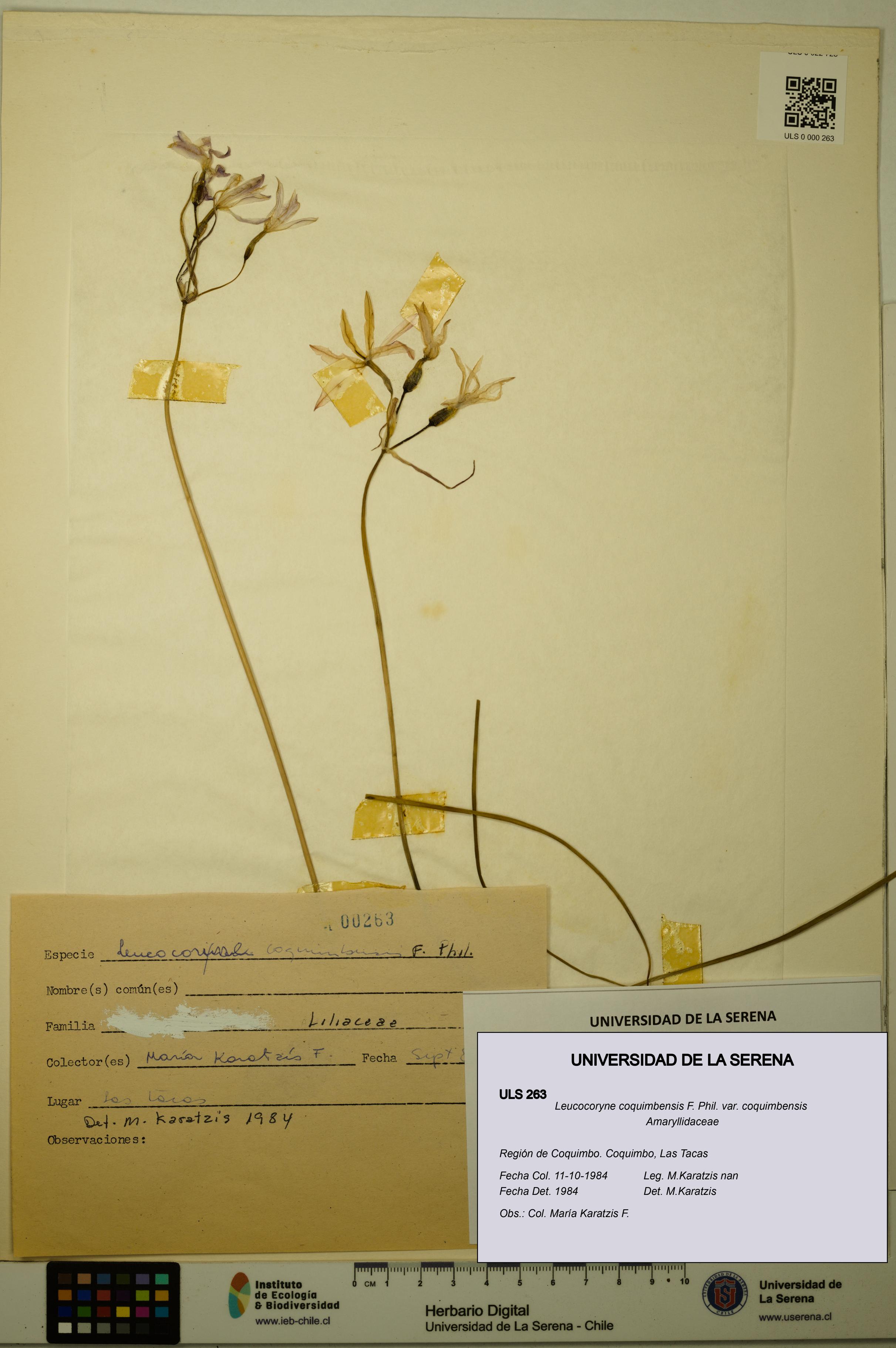 Leucocoryne coquimbensis var. coquimbensis [Espécimen: ULS:ULS:0000263]