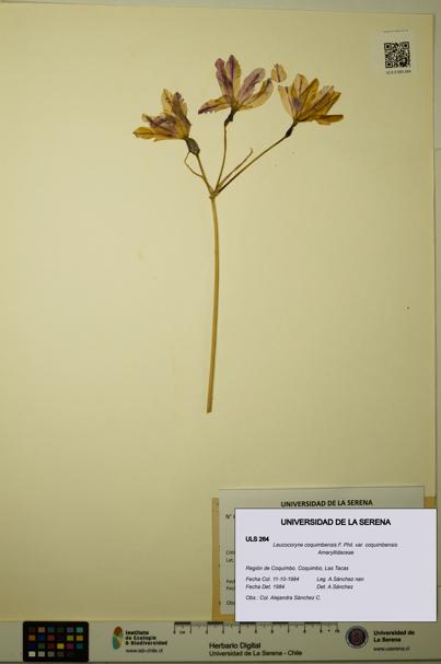 Leucocoryne coquimbensis var. coquimbensis [Espécimen: ULS:ULS:0000264]