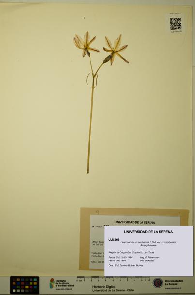 Leucocoryne coquimbensis var. coquimbensis [Espécimen: ULS:ULS:0000265]