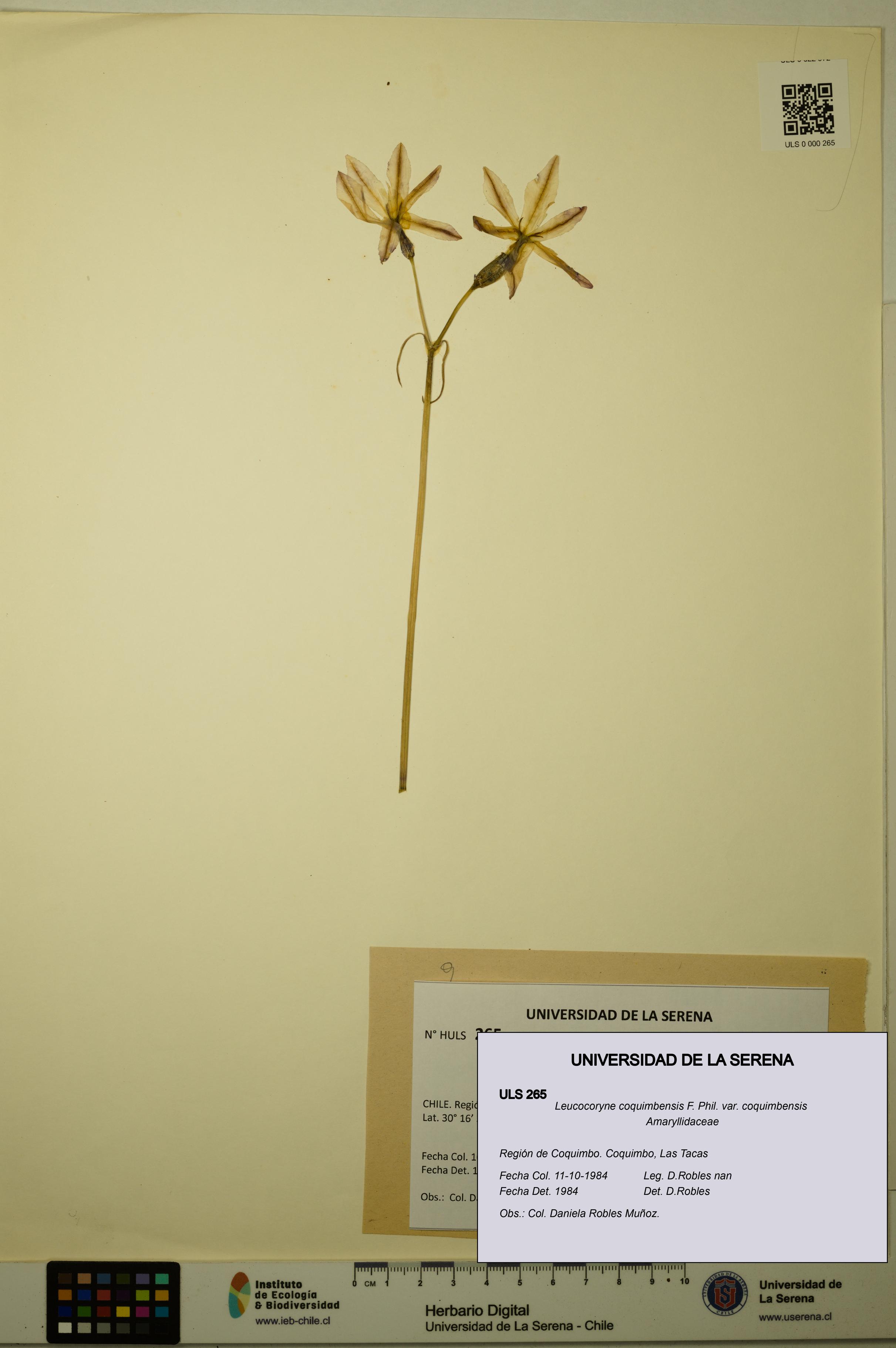 Leucocoryne coquimbensis var. coquimbensis [Espécimen: ULS:ULS:0000265]