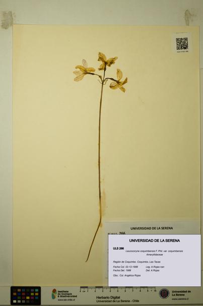 Leucocoryne coquimbensis var. coquimbensis [Espécimen: ULS:ULS:0000266]
