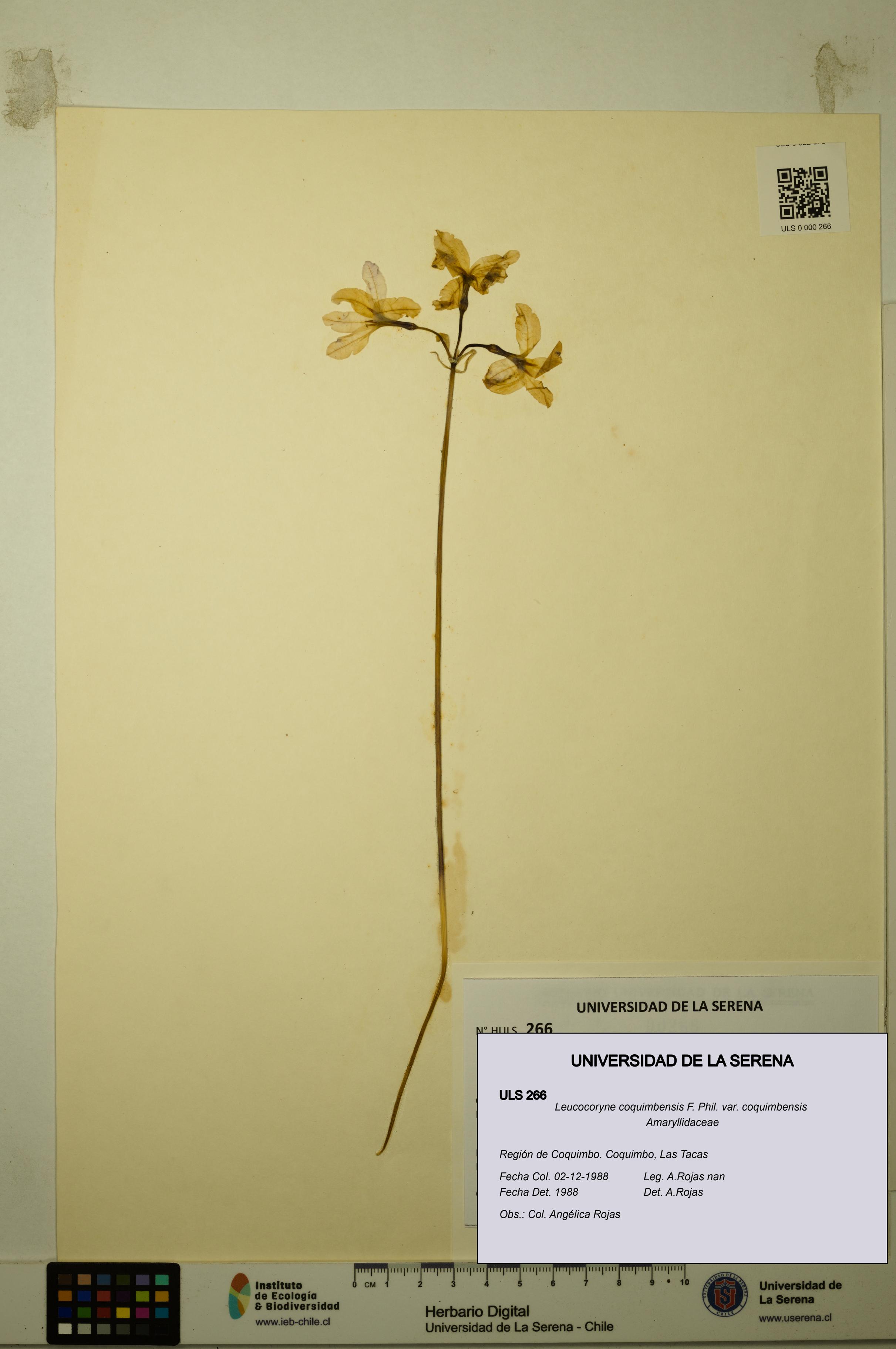 Leucocoryne coquimbensis var. coquimbensis [Espécimen: ULS:ULS:0000266]