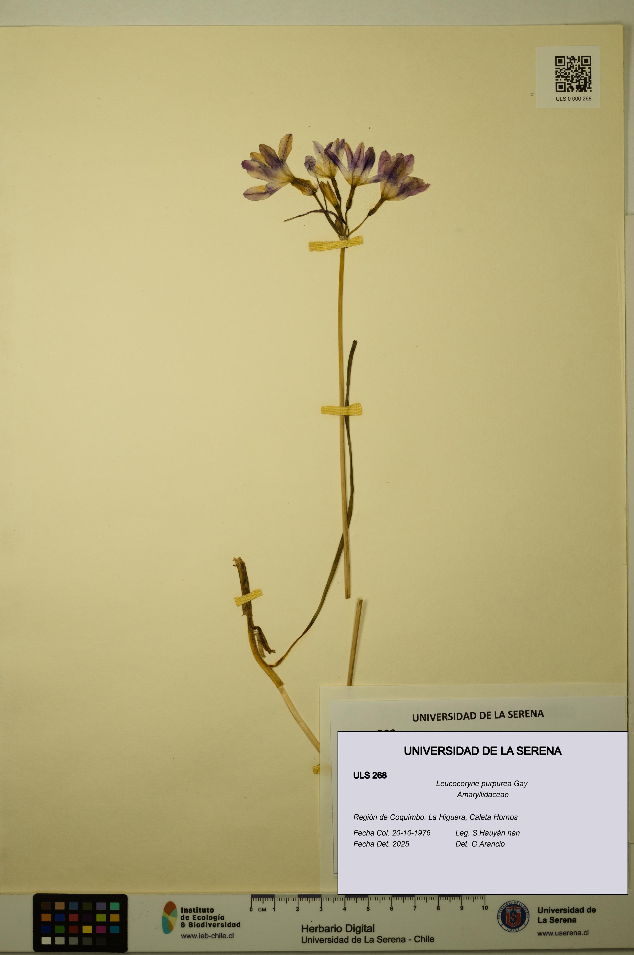 Leucocoryne purpurea [Espécimen: ULS:ULS:0000268]